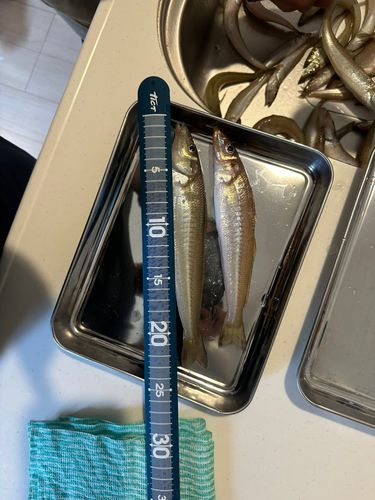 キスの釣果
