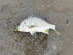 キビレの釣果