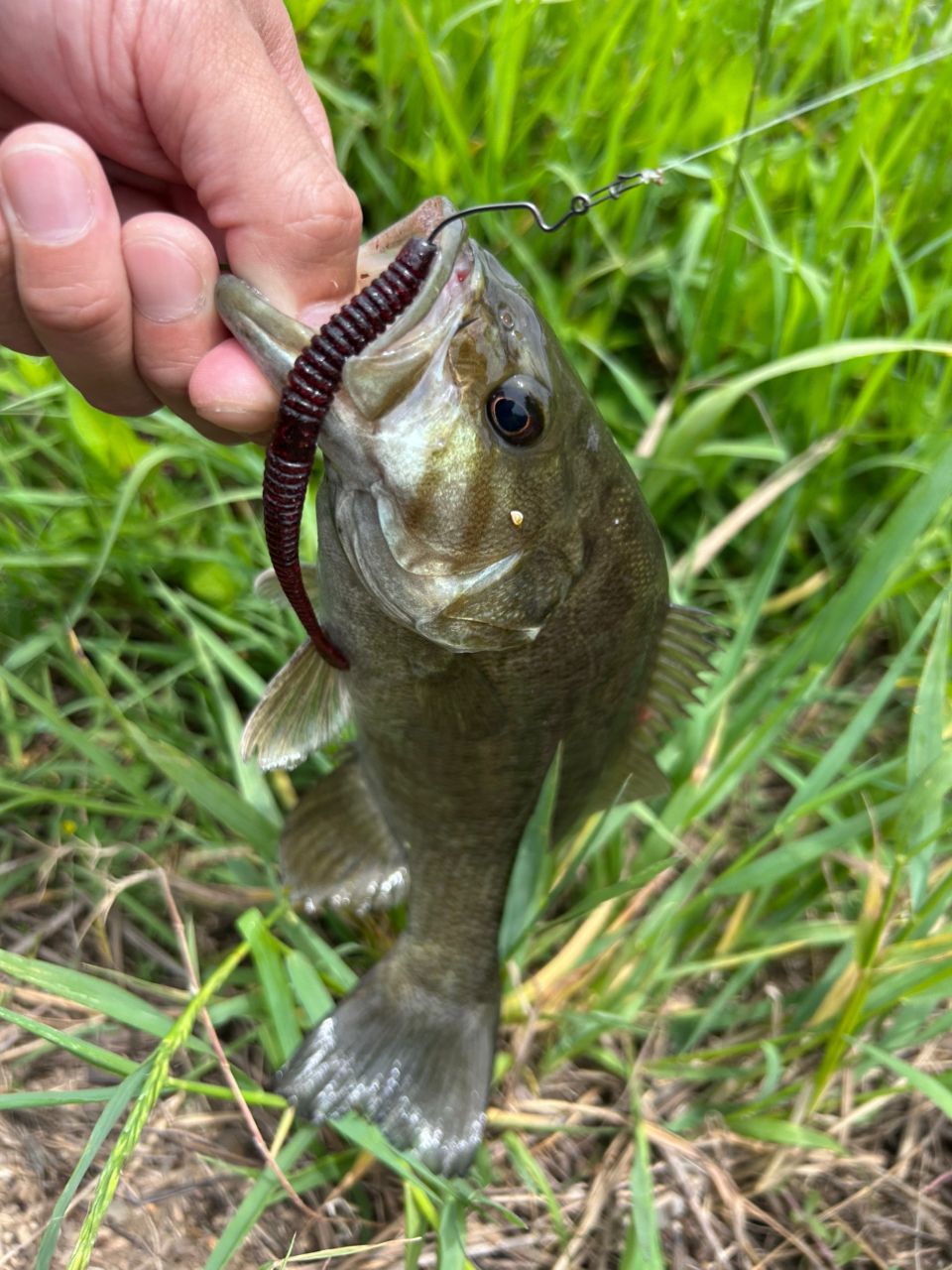 DAIWA 13ハートランド AGS 721MLFS-SV AGS20の最安値・インプレ・釣果