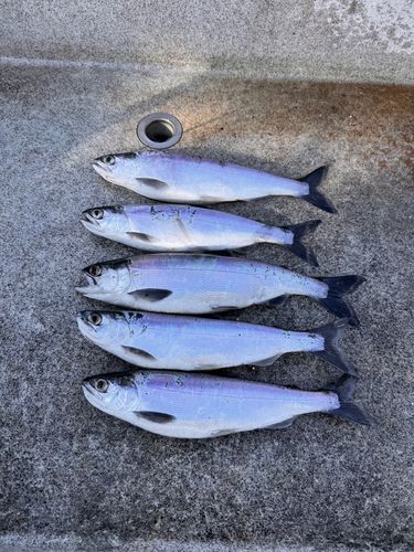 ヒメマスの釣果