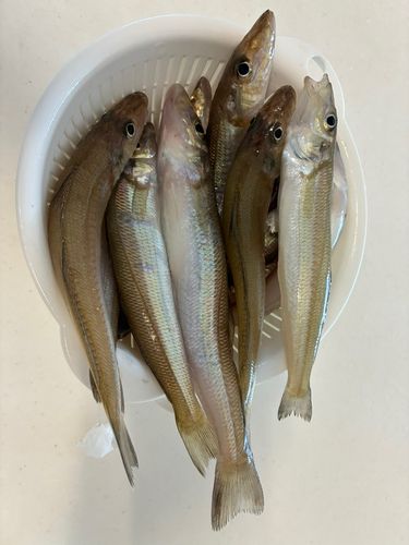 キスの釣果