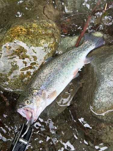 トラウトの釣果・釣り情報まとめ【2026年最新】 - アングラーズ | 釣果
