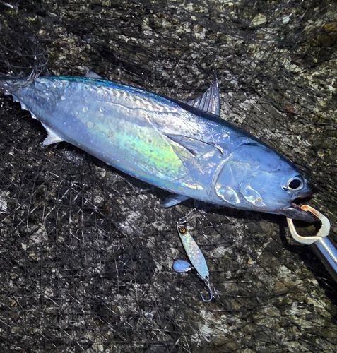 ヒラソウダの釣果