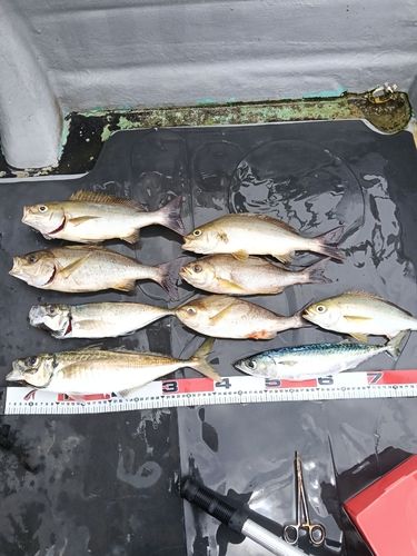 イサキの釣果