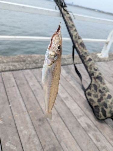 釣果