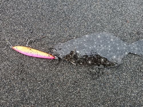 ソゲの釣果