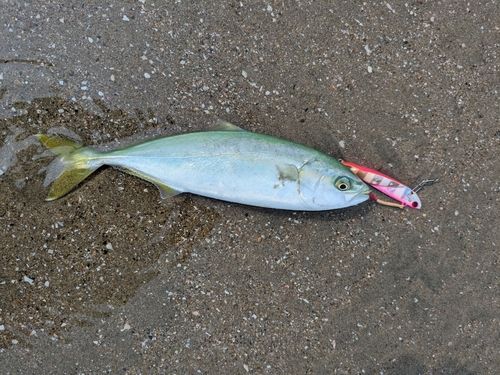 ワカシの釣果