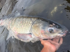 ソウギョの釣果
