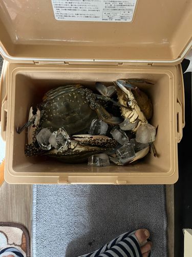 ワタリガニの釣果