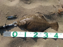 ヒラメの釣果