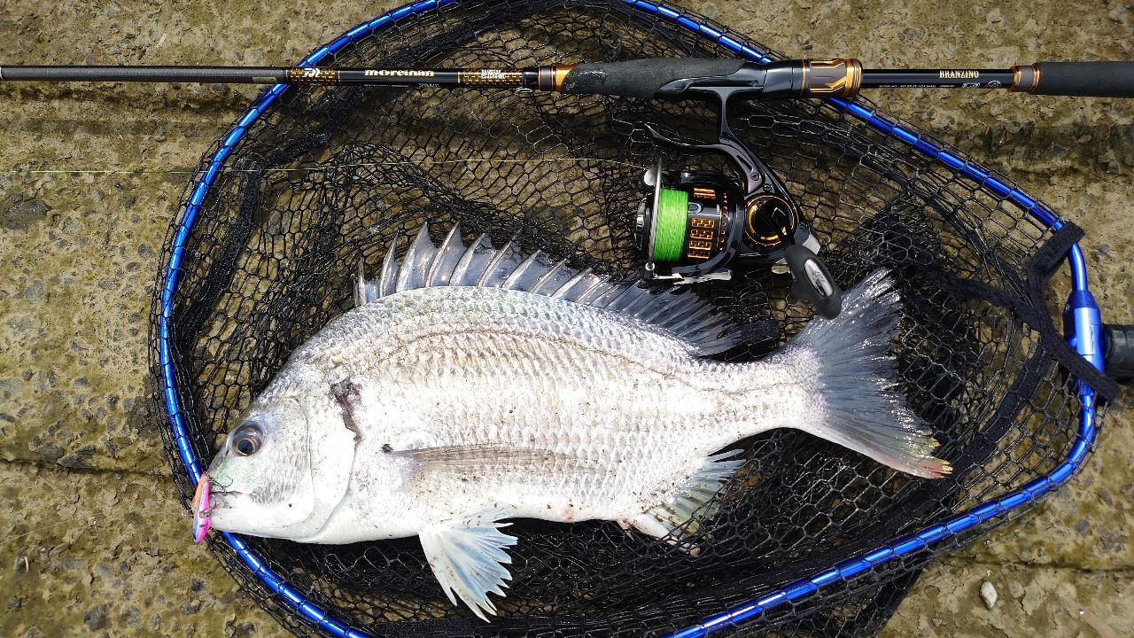 DAIWA 21モアザン ブランジーノ EX AGS 94MLの最安値・インプレ・釣果
