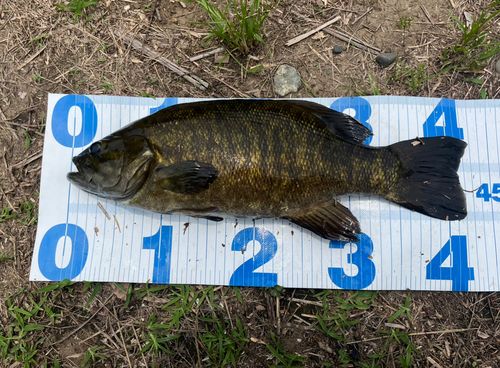 スモールマウスバスの釣果