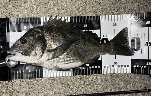 チヌの釣果