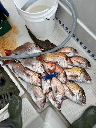 マダイの釣果