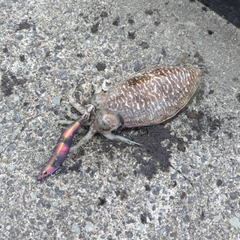 コウイカの釣果