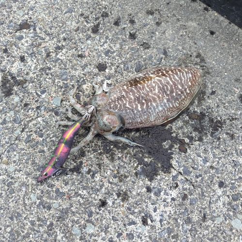 コウイカの釣果