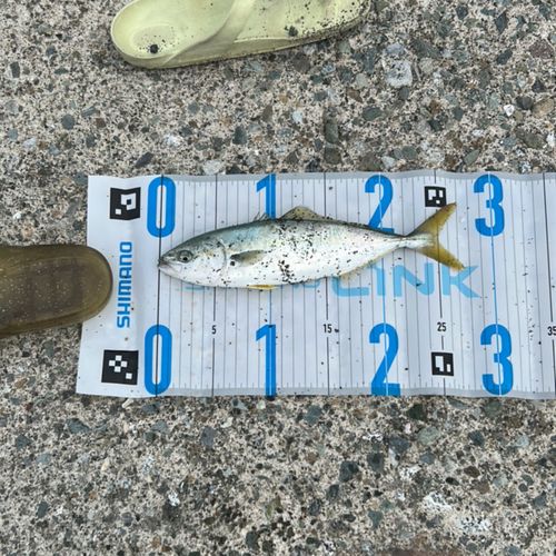 セイゴ（ヒラスズキ）の釣果