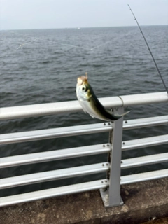 サッパの釣果
