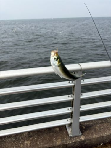 サッパの釣果