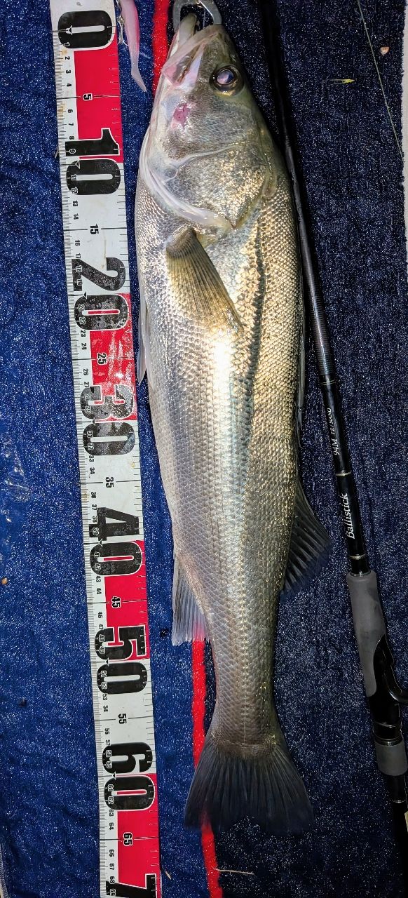YAMAGA Blanks バリスティック TZ ナノ 94Mの最安値・インプレ・釣果
