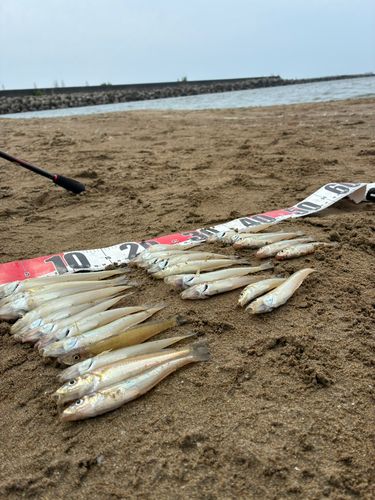 シロギスの釣果