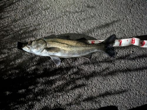 スズキの釣果