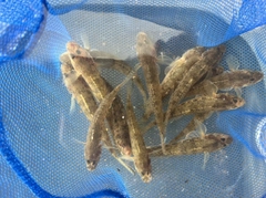 マハゼの釣果