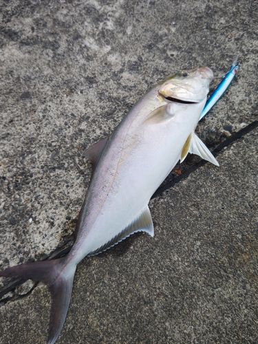 カンパチの釣果