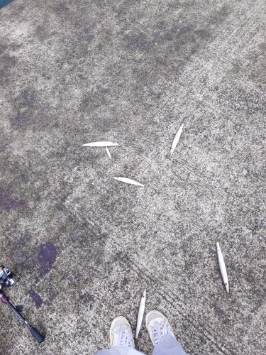 アラカブの釣果
