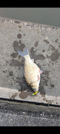 マブナの釣果
