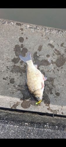 マブナの釣果