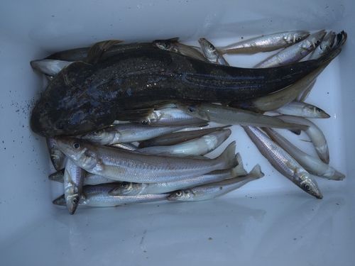 キスの釣果