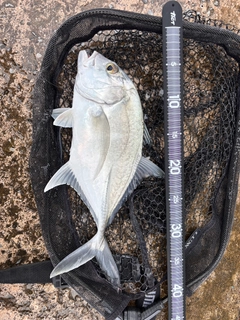 ロウニンアジの釣果