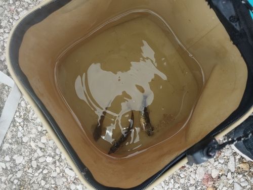 ヒイラギの釣果