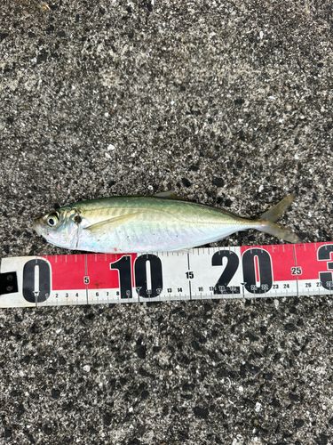 マルアジの釣果