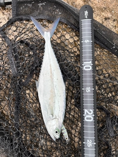 イケカツオの釣果