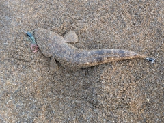 マゴチの釣果