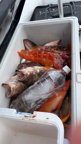 オオモンハタの釣果