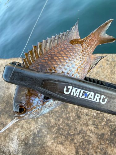スズメダイの釣果