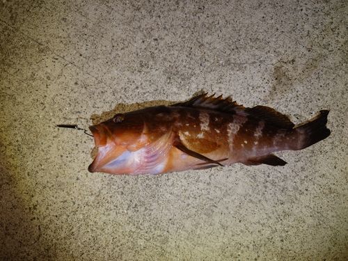 キジハタの釣果
