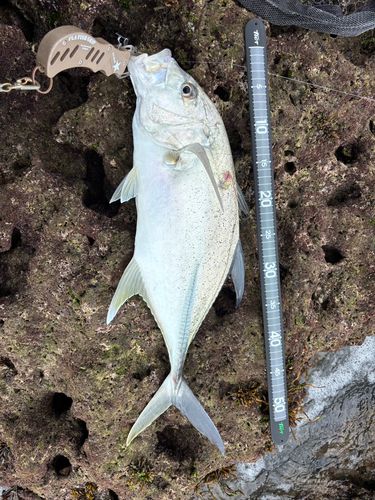 オニヒラアジの釣果