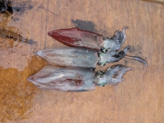 マルイカの釣果