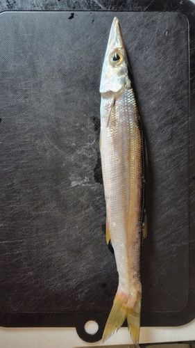 カマスの釣果
