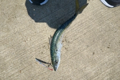 サバの釣果