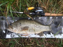 ブラックバスの釣果