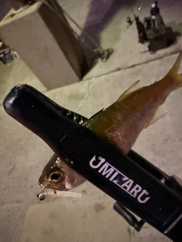 ムツの釣果