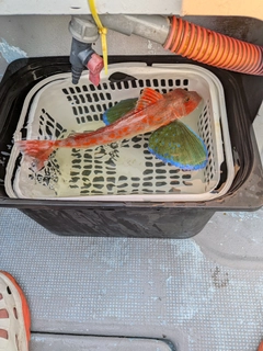 ホウボウの釣果