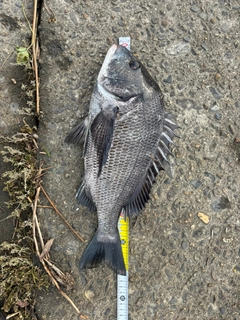 クロダイの釣果