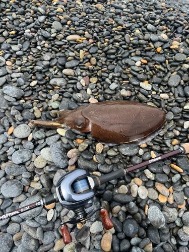 カミナリイカの釣果
