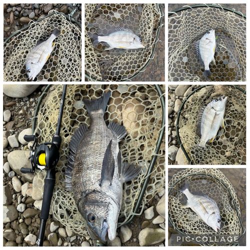チヌの釣果
